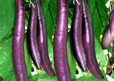 EGGPLANT 'Pingtung Long'