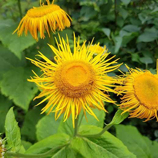 ELECAMPANE --Inula helenium--