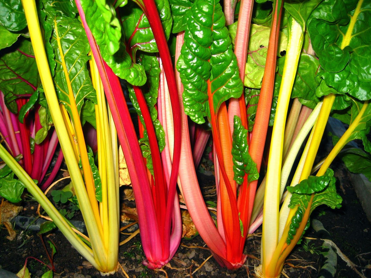 CHARD 'Electric Neon'