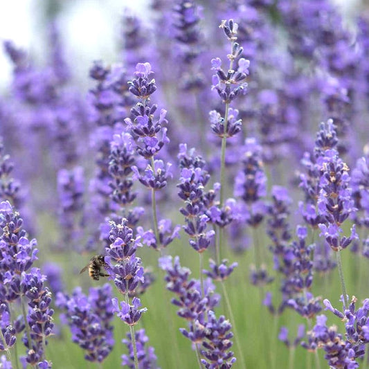 LAVENDER 'English' --Lavandula angustifolia--