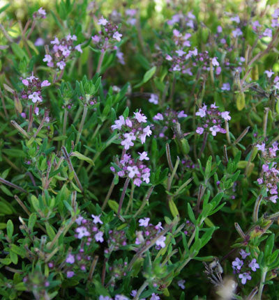 THYME 'English' --Thymus vulgaris--
