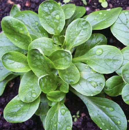 MÂCHE 'Étampes Corn Salad'