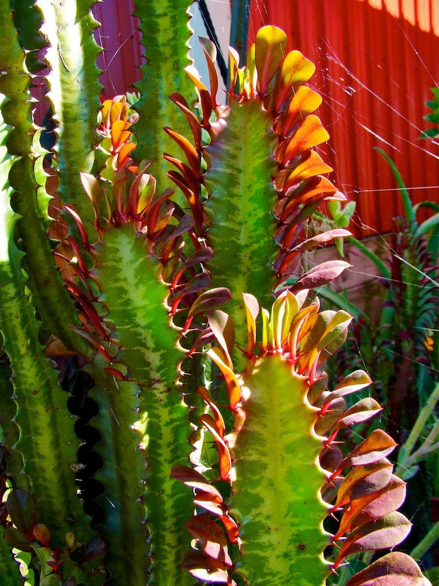 Euphorbia trigona 'Rubra' --Royal Red African Milk Tree--