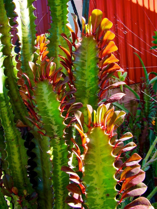 Euphorbia trigona 'Rubra' --Royal Red African Milk Tree--