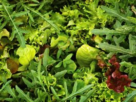GREENS MIX 'European Mesclun'