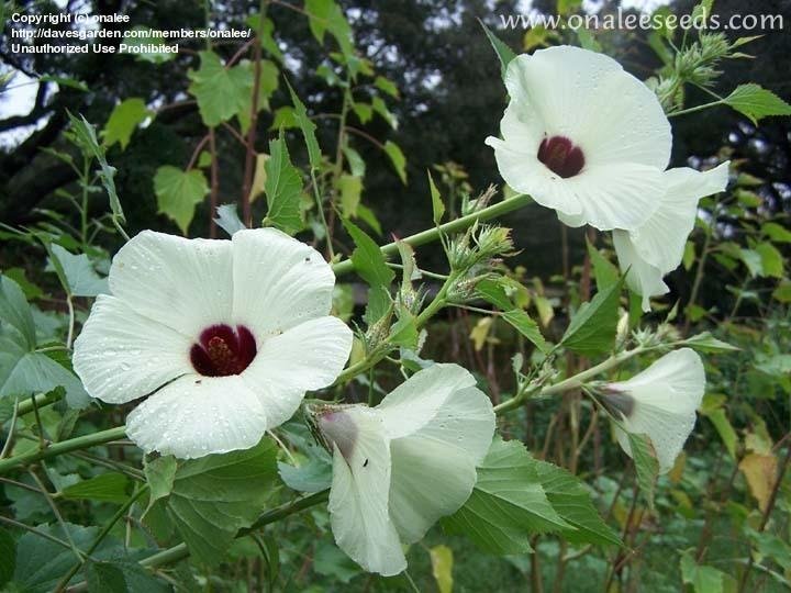 KENAF 'Everglades 41' --Hibiscus cannabinus--