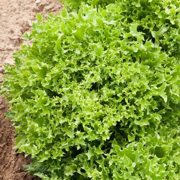 LETTUCE 'Ezrilla'