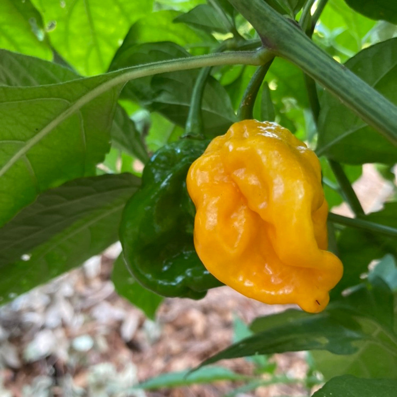 7 pot pepper plant PEPPER 'Yellow 7-Pot'
