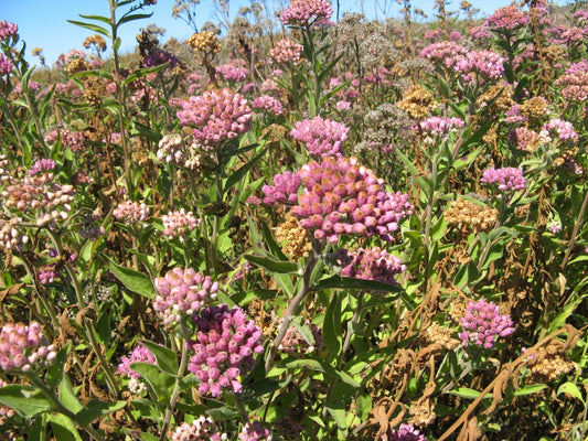 Pluchea odorata --Salt-Marsh Fleabane--