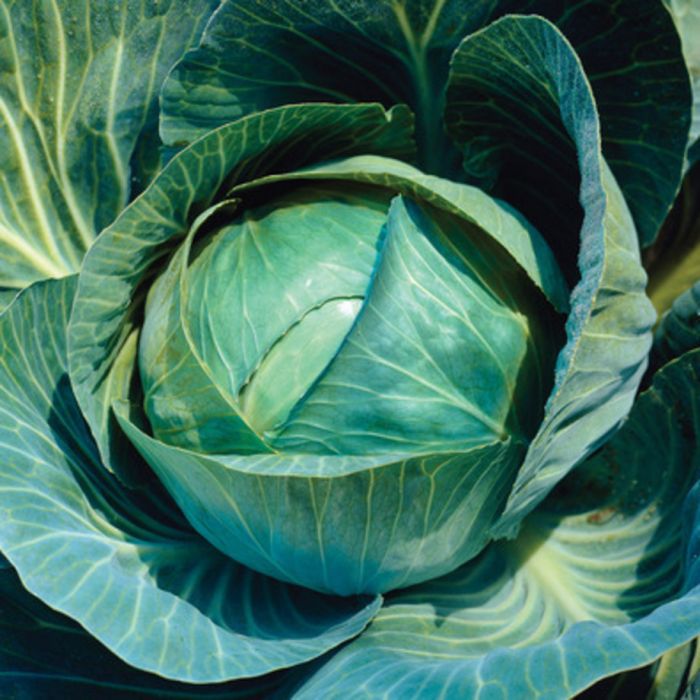 CABBAGE 'Farao'