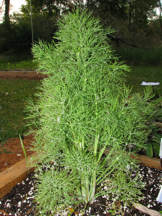 DILL 'Fernleaf' --Anethum graveolens--