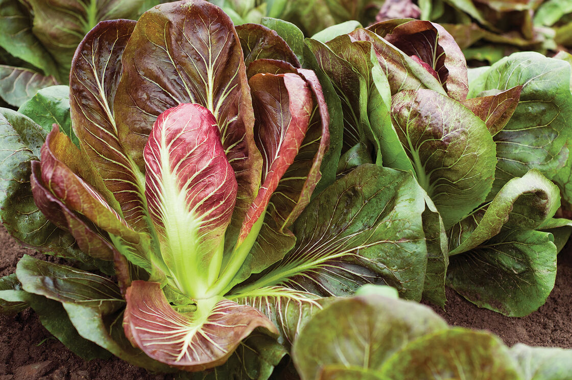 RADICCHIO 'Fiero'