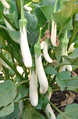 EGGPLANT 'Finger Fruit White'