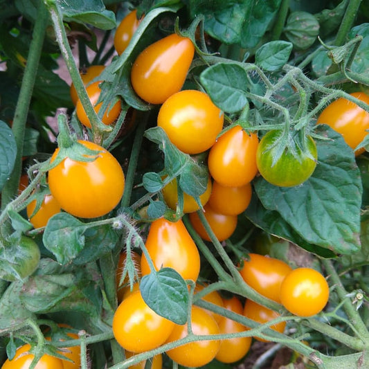 TOMATO 'Flaming Burst'