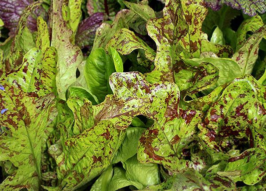 LETTUCE 'Flashy Green Butter Oak'