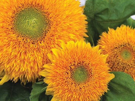 SUNFLOWER 'Teddy Bear'