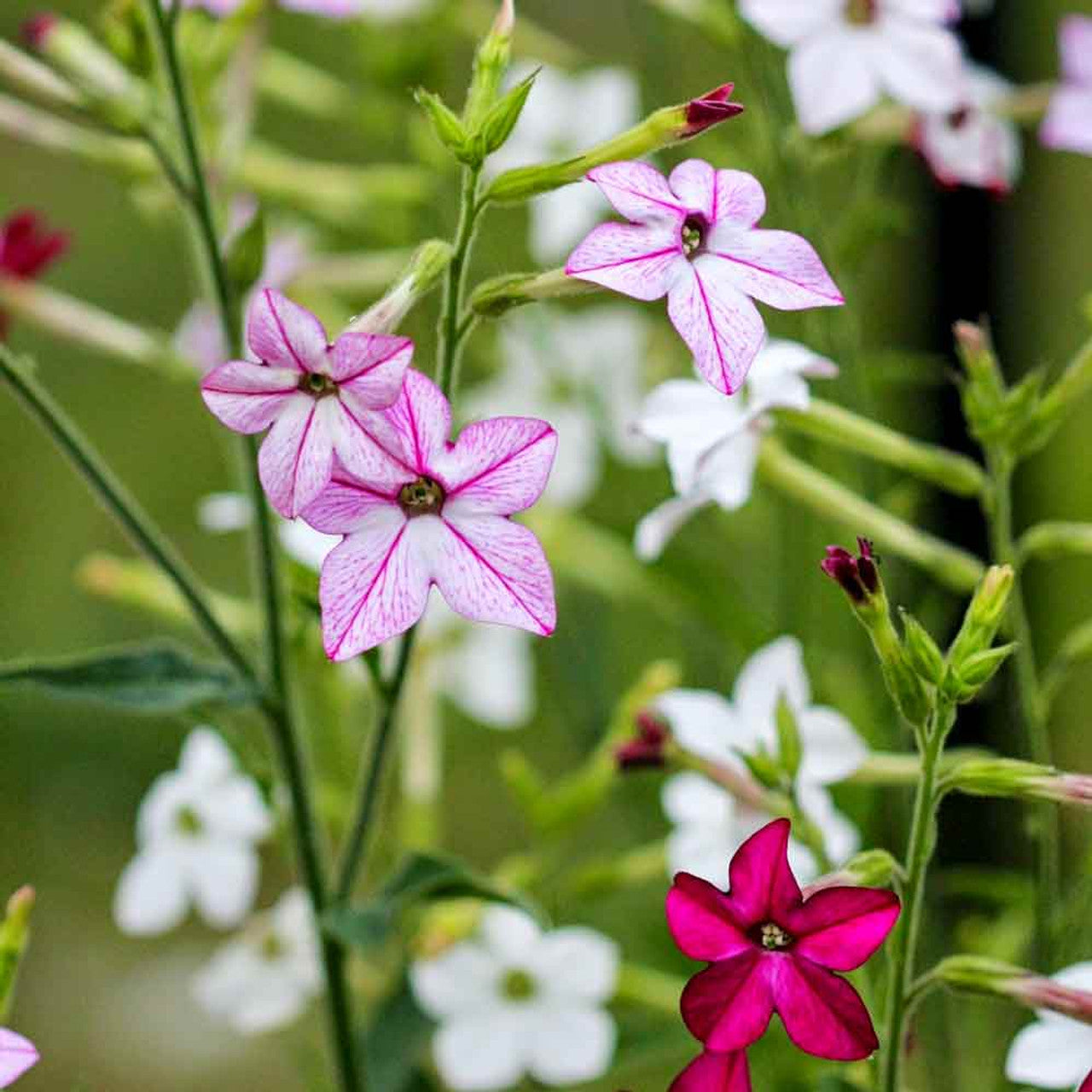 TOBACCO 'Sensation Mix' --Nicotiana alata--