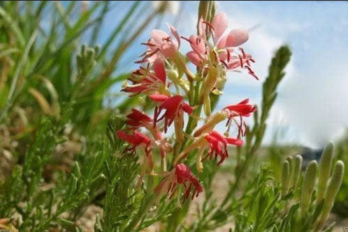 Oenothera suffrutescens --Scarlet Beeblossom--
