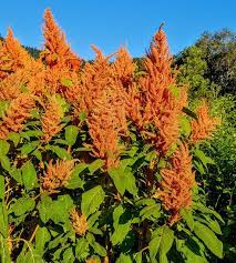 AMARANTH 'Golden Giant'