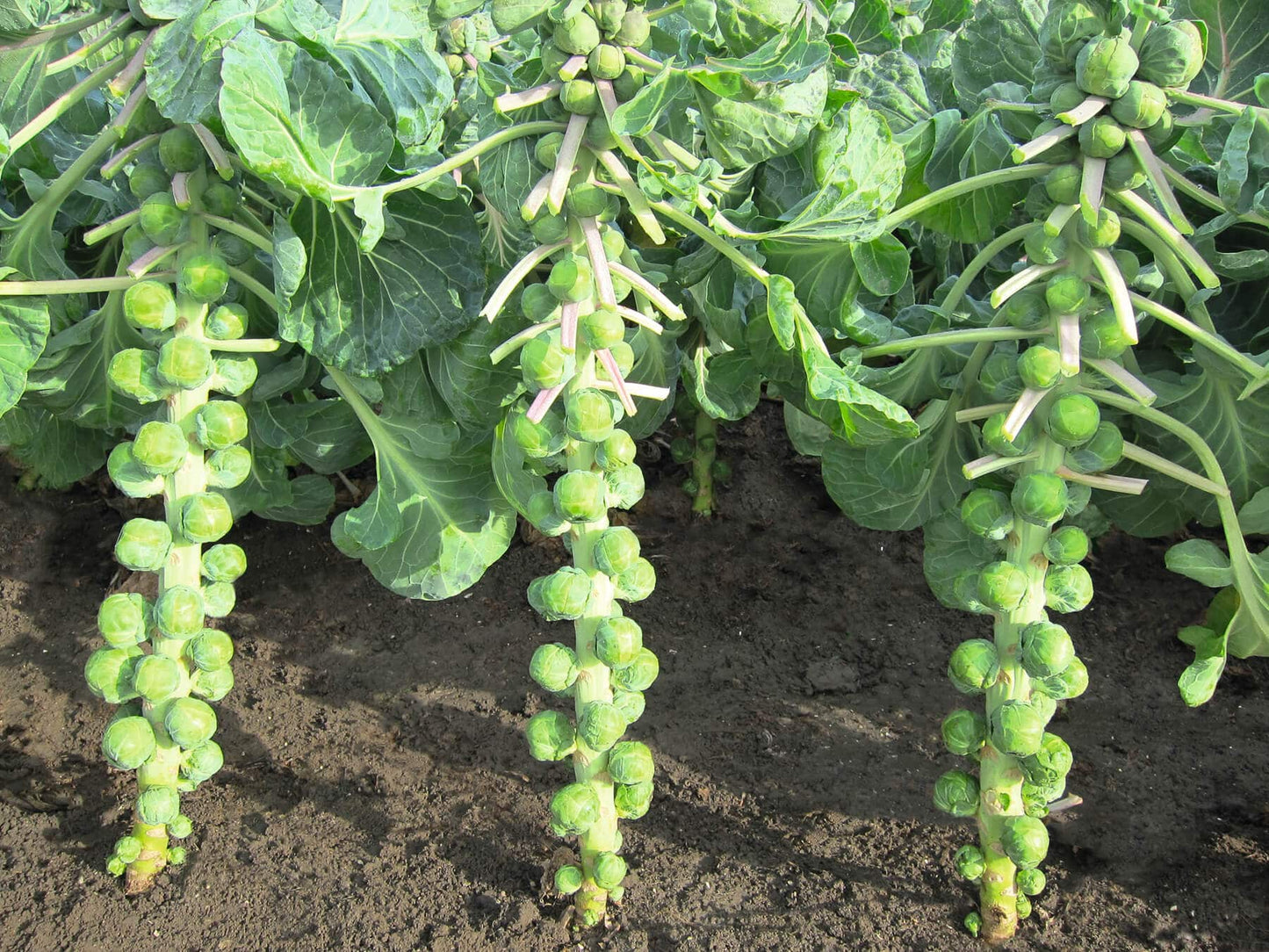 BRUSSELS SPROUT 'Marte'