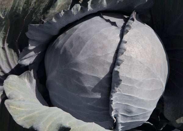 CABBAGE 'Travero'