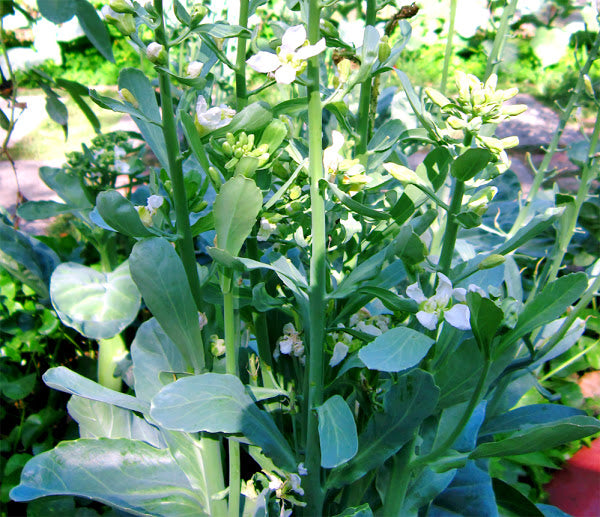 ASIAN GREENS 'Gai Lan'