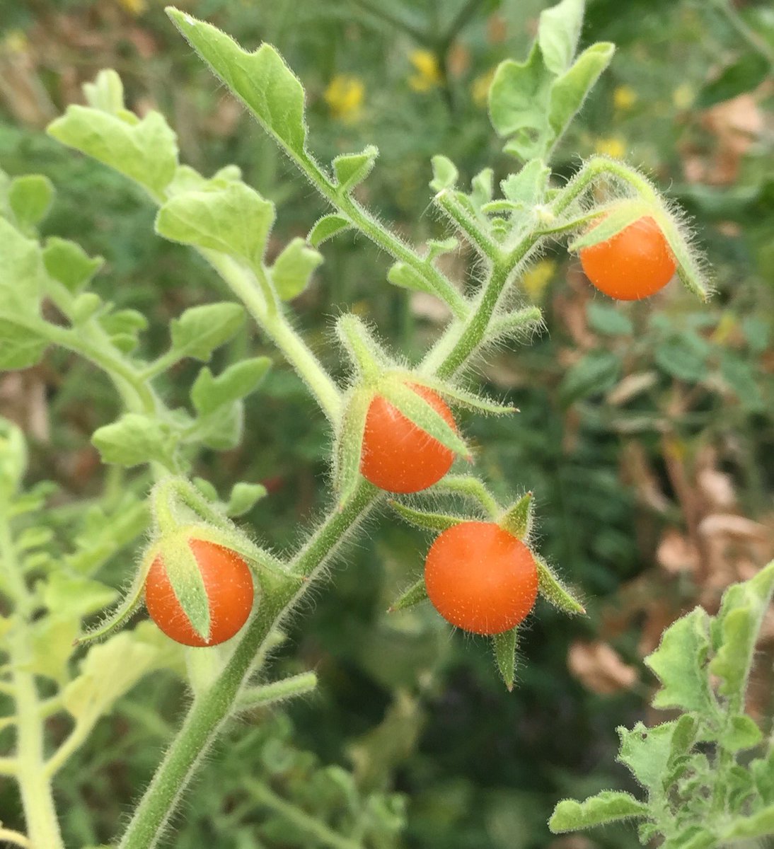 TOMATO 'Galapagos' --Solanum galapagense--