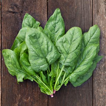 SPINACH 'Giant Winter'