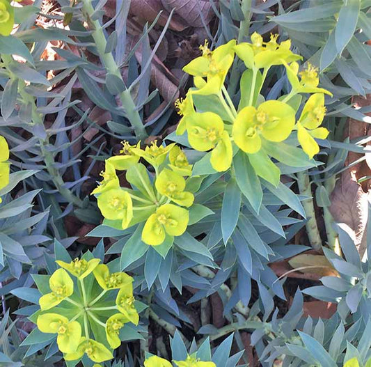 Euphorbia rigida --Gopher Plant--