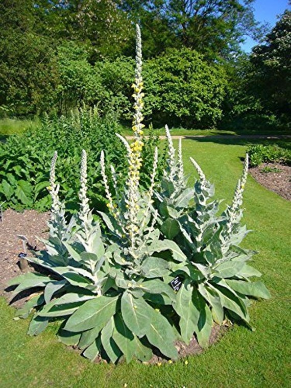 MULLEIN 'Great' --Verbascum thapsus--