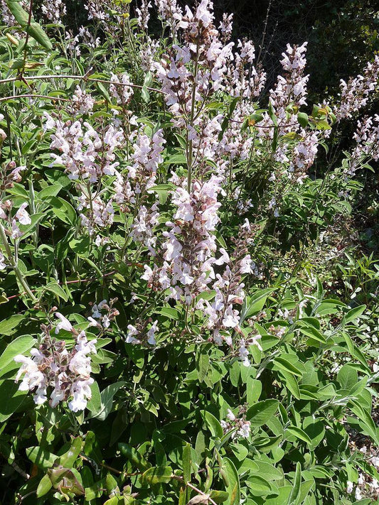 SAGE 'Greek' --Salvia fruticosa--