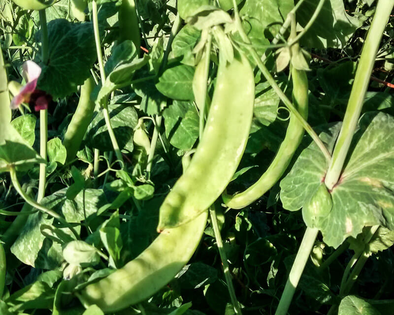 PEA 'Green Beauty'