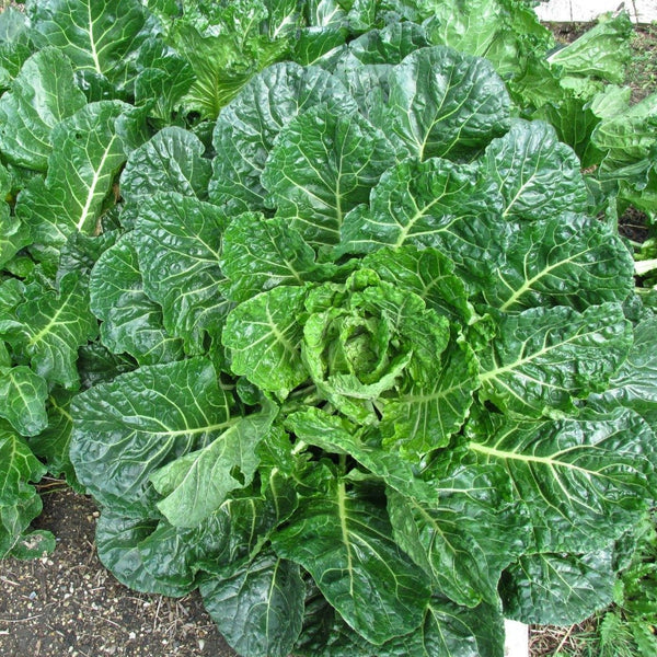 COLLARDS 'Green Glaze'