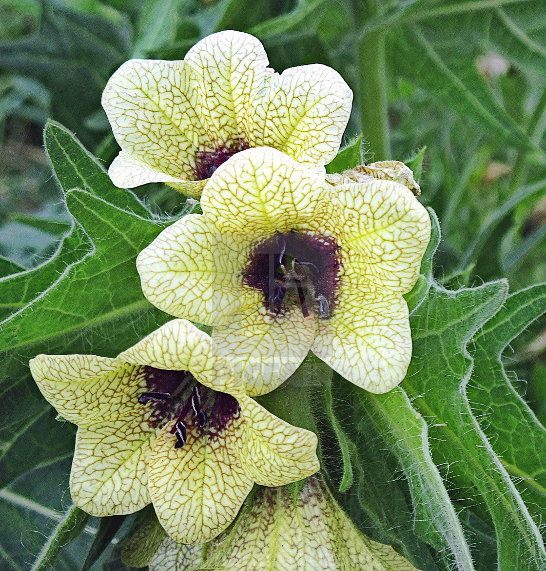 HENBANE 'Black' --Hyoscyamus niger--