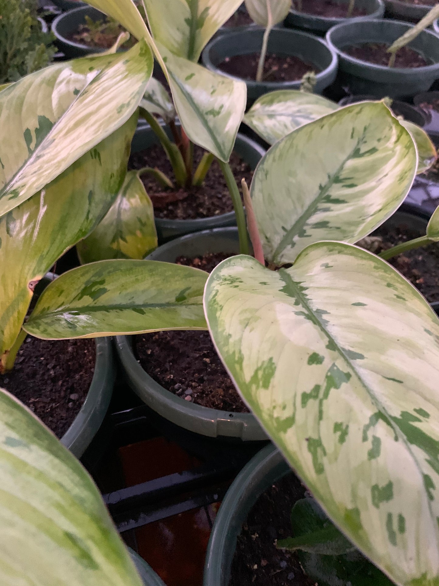 Adelonema wallisii --Selby Homalomena--