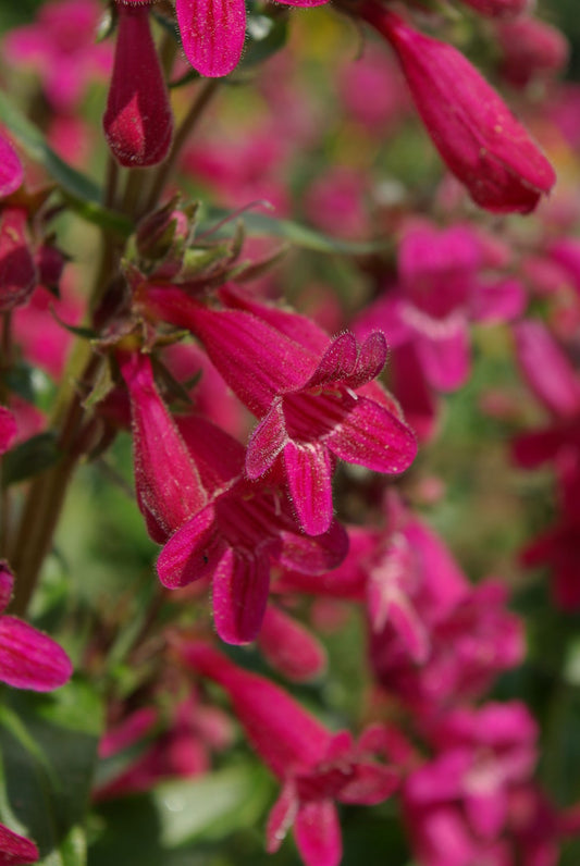 Penstemon triflorus --Scarlet Penstemon--