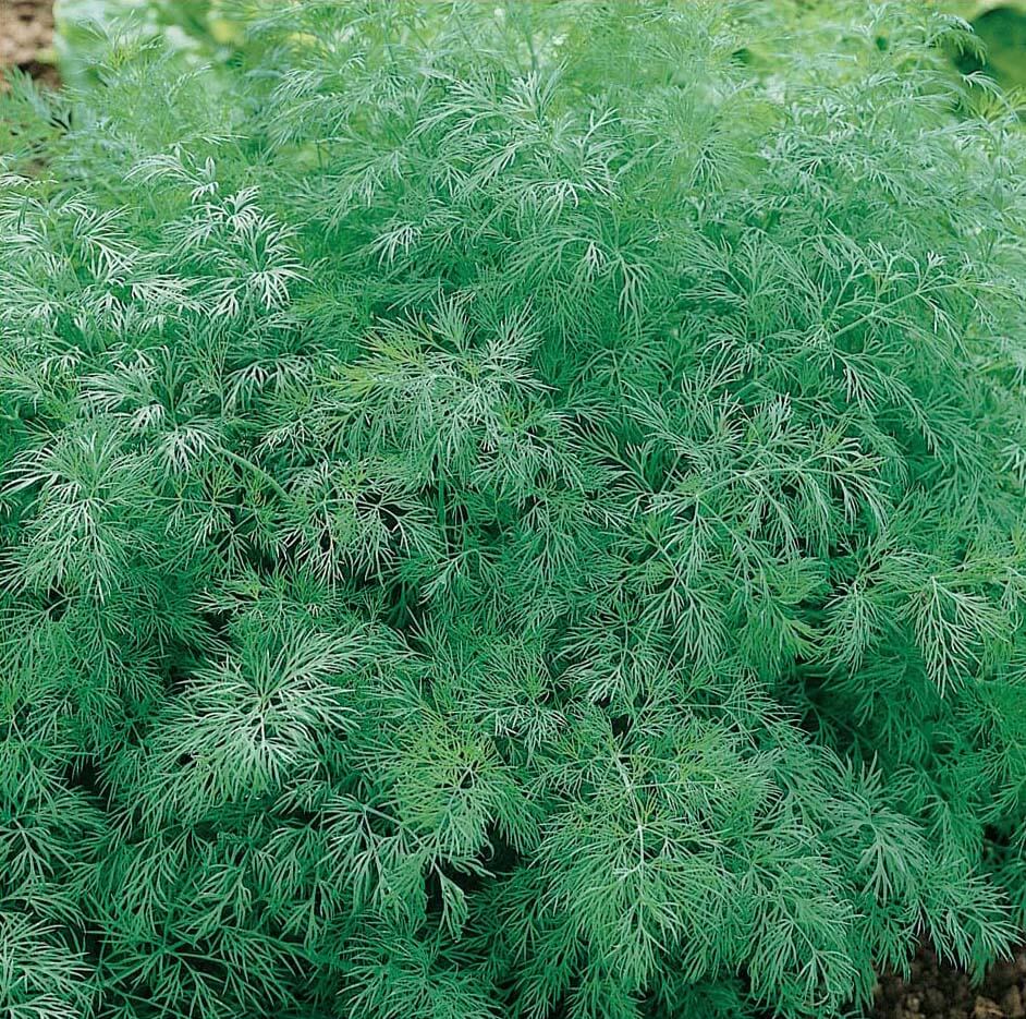 DILL 'Greensleeves' --Anethum graveolens--