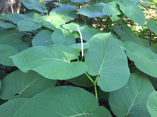 ROOT BEER PLANT --Piper auritum 'Hoja Santa'--