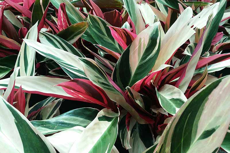 red prayer plant flowering Stromanthe sanguinea 'Triostar' --Tricolor Prayer Plan