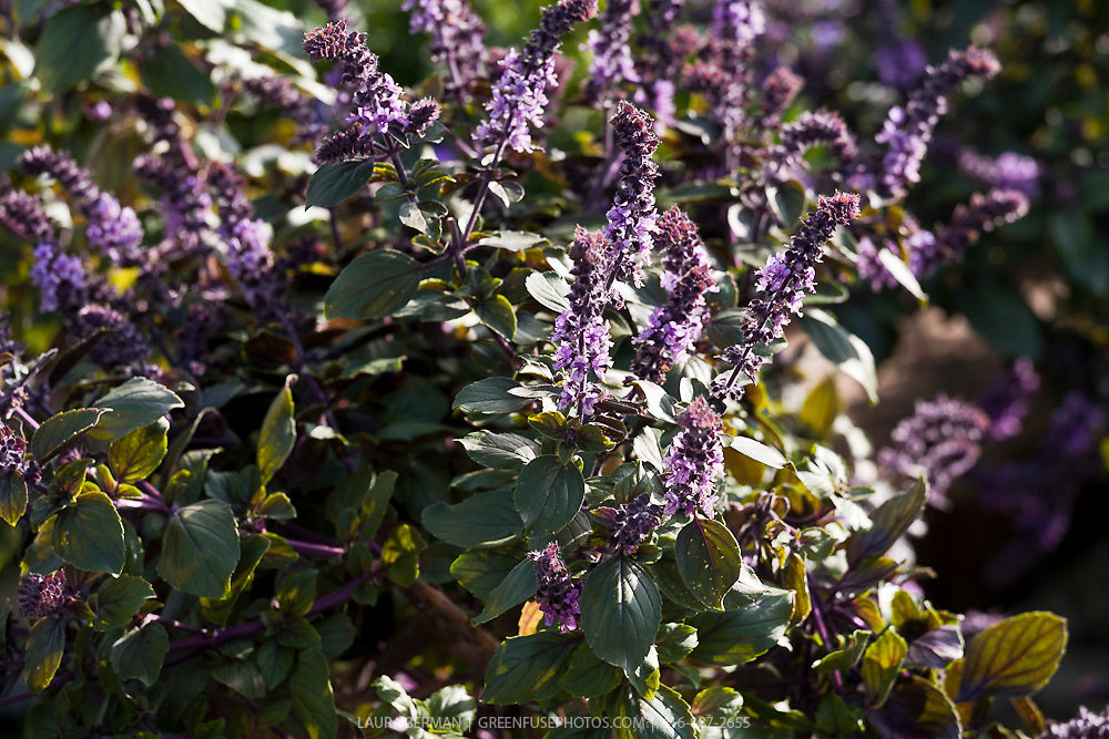 BASIL 'African Blue' --Ocimum kilim. × basilic. 'Dark Opal'--