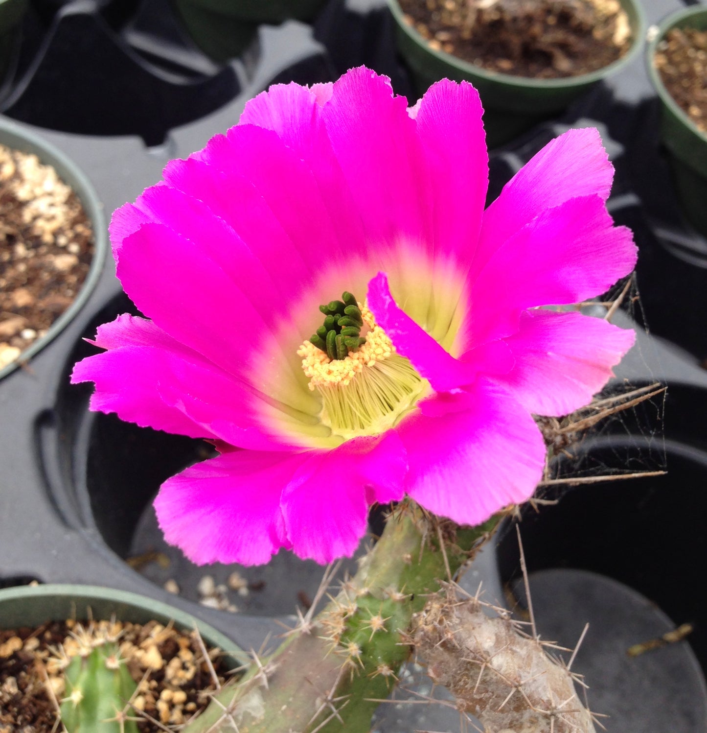 Echinocereus pentalophus --Lady Finger Cactus--