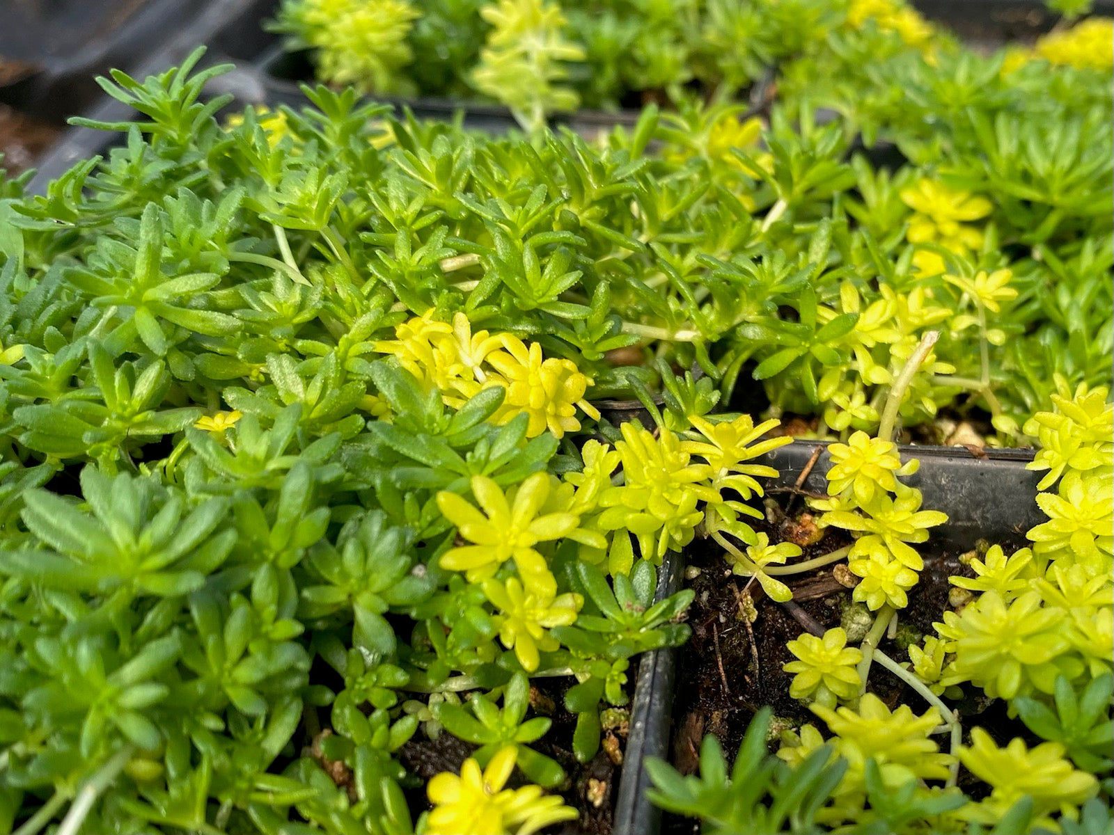 fine gold leaf succulent Sedum --Fine Leaf Green 'n Gold Mix Stonecrop--