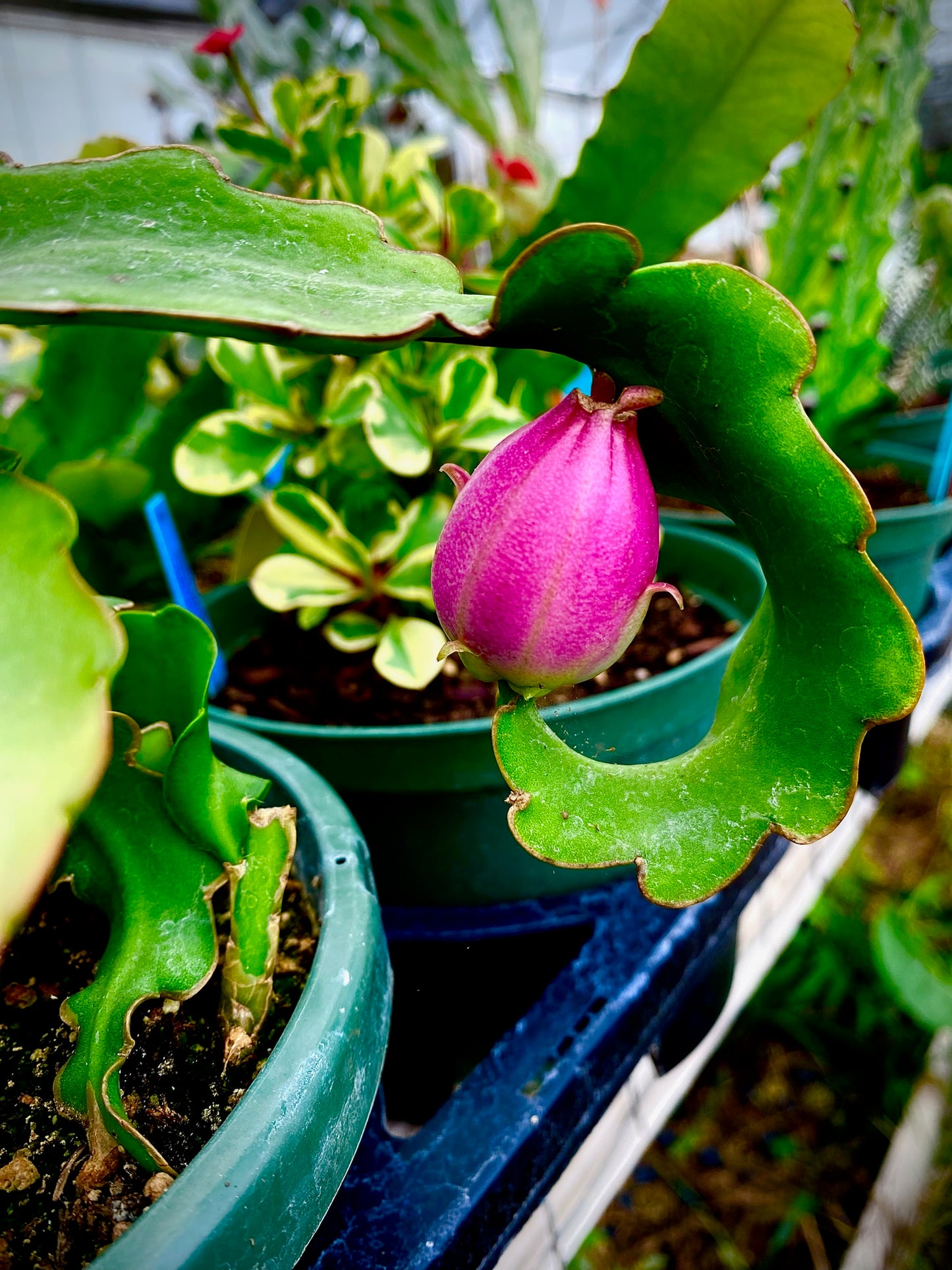Epiphyllum hookeri var. guatemalensis f. monstrose --Curly Locks Orchid Cactus--