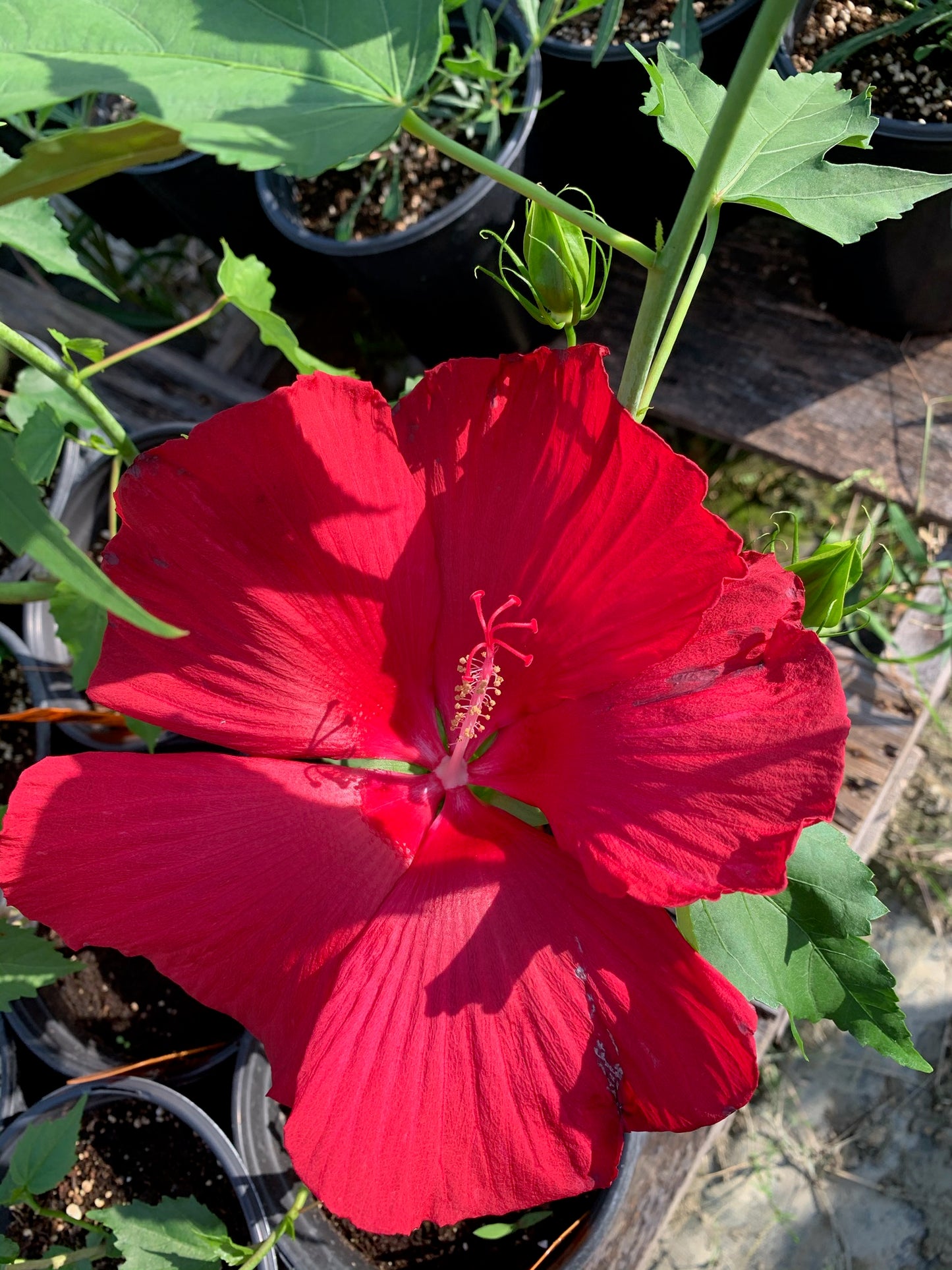 Hibiscus moscheutos --Lord Baltimore Rosemallow--