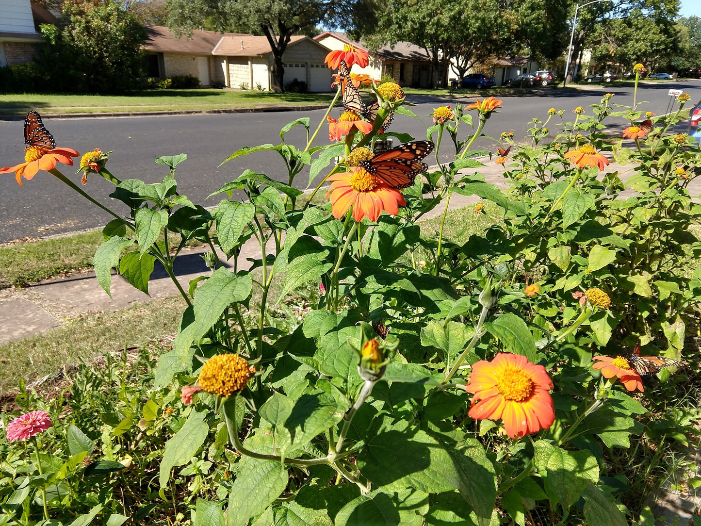 SUNFLOWER 'Mexican' --Tithonia rotundifolia 'Torch'--