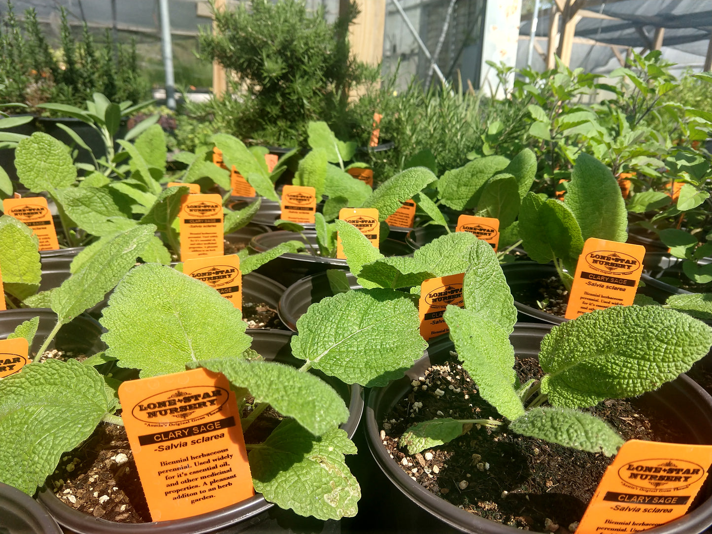 SAGE 'Clary' --Salvia sclarea--