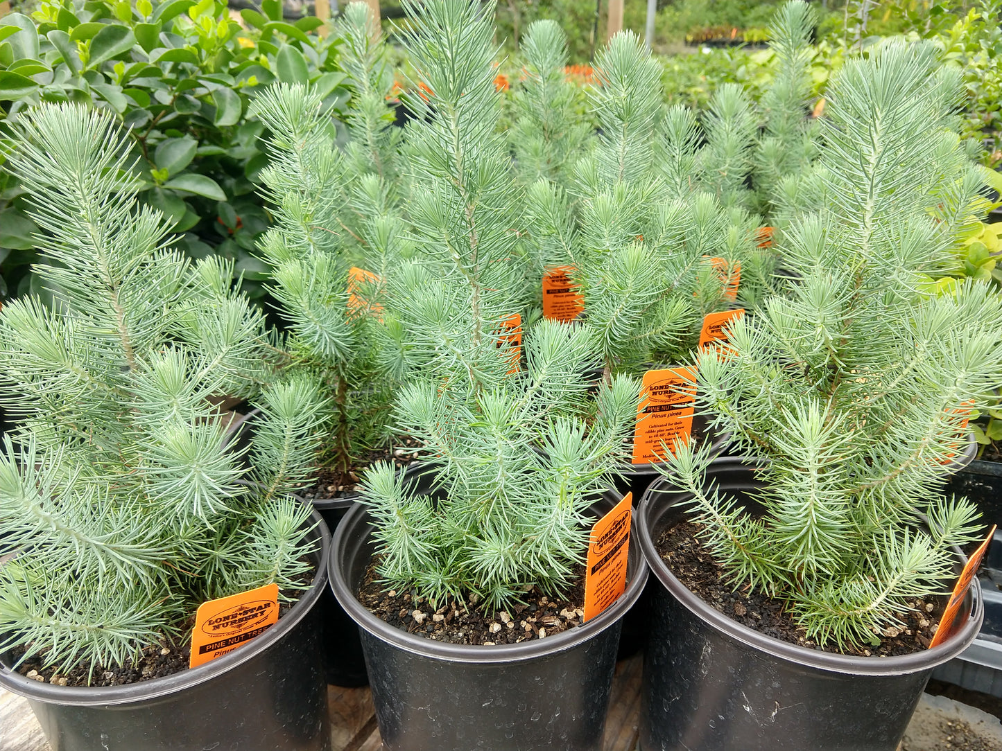 PINE NUT --Pinus pinea--