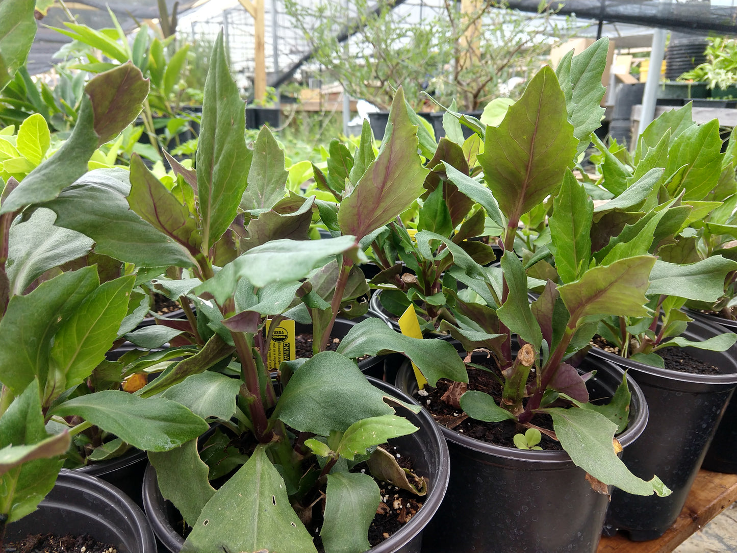 GYNURA 'Okinawa Spinach' --Gynura crepioides--