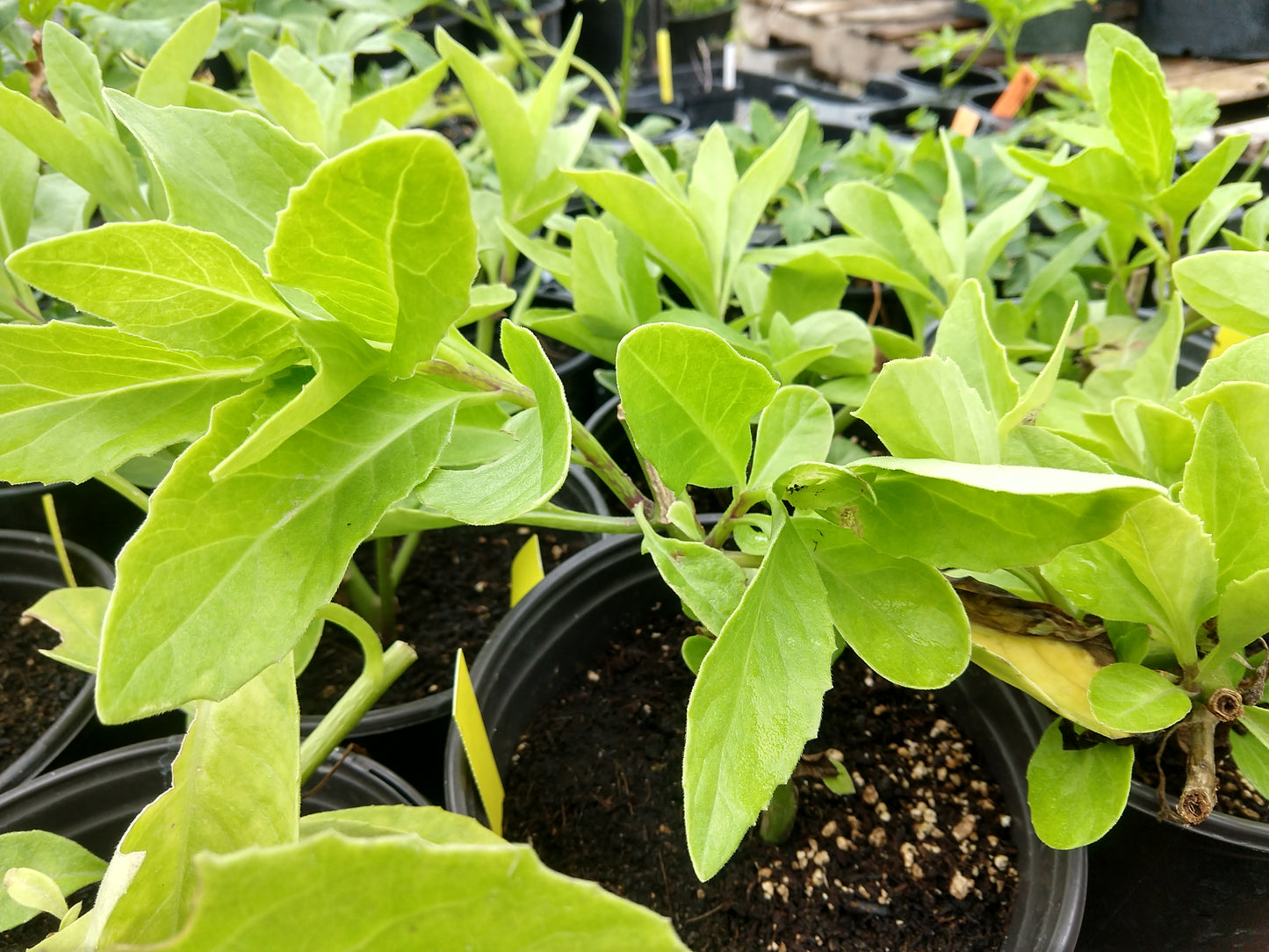 GYNURA 'Spinach' --Gynura procumbens--