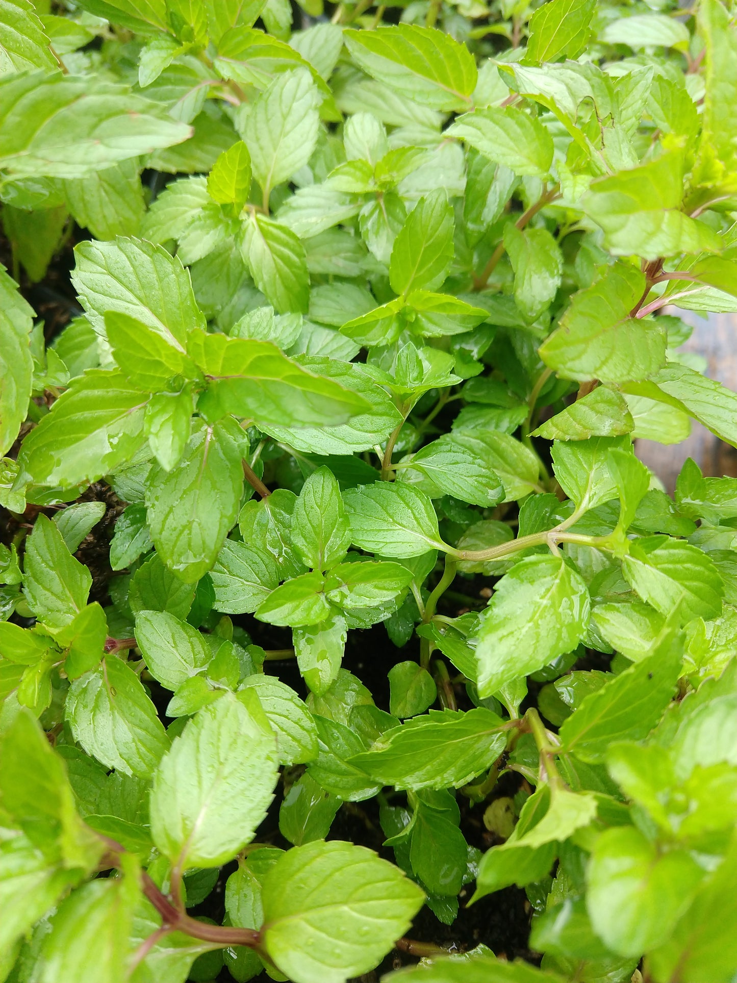MINT 'Peppermint' --Mentha x. piperita--